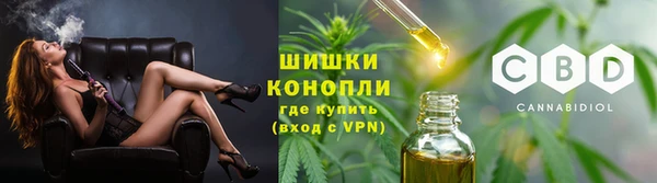 прущие грибы Елабуга
