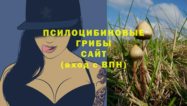прущие грибы Елабуга